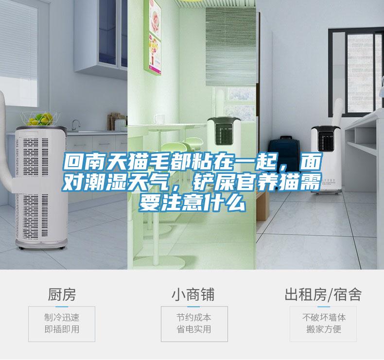 回南天貓毛都粘在一起，面對(duì)潮濕天氣，鏟屎官養(yǎng)貓需要注意什么
