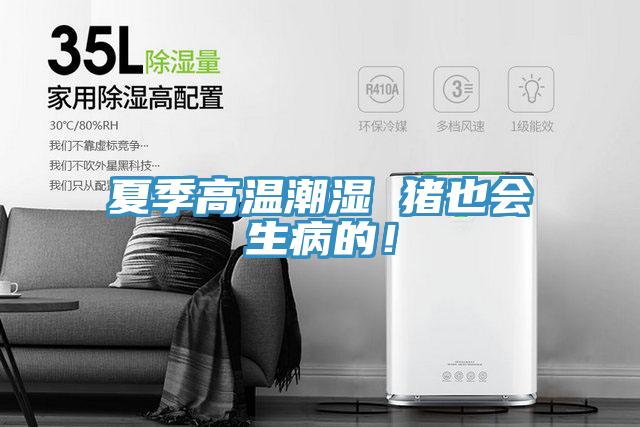 夏季高溫潮濕 豬也會(huì)生病的！