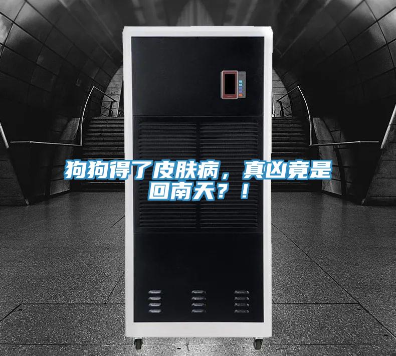 狗狗得了皮膚病，真兇竟是回南天？！