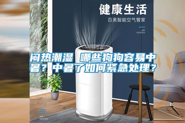 悶熱潮濕 哪些狗狗容易中暑？中暑了如何緊急處理？