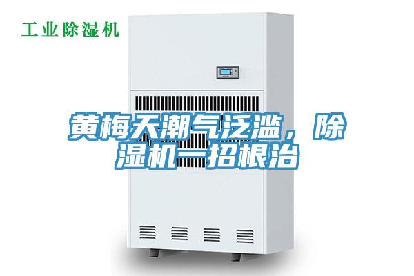 黃梅天潮氣泛濫，除濕機一招根治
