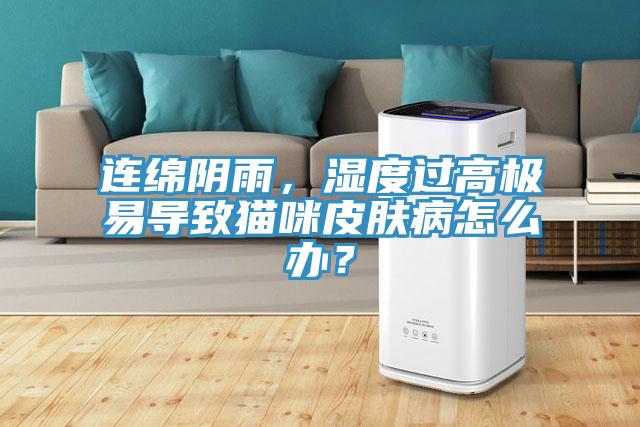 連綿陰雨，濕度過高極易導(dǎo)致貓咪皮膚病怎么辦？
