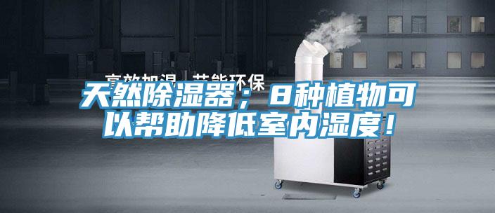 天然除濕器；8種植物可以幫助降低室內(nèi)濕度！