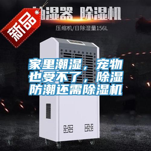 家里潮濕，寵物也受不了，除濕防潮還需除濕機(jī)