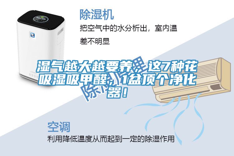 濕氣越大越要養(yǎng)，這7種花吸濕吸甲醛，1盆頂個凈化器！