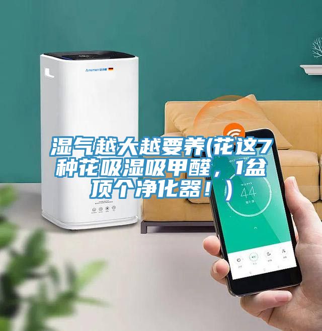 濕氣越大越要養(yǎng)(花這7種花吸濕吸甲醛，1盆頂個凈化器！)